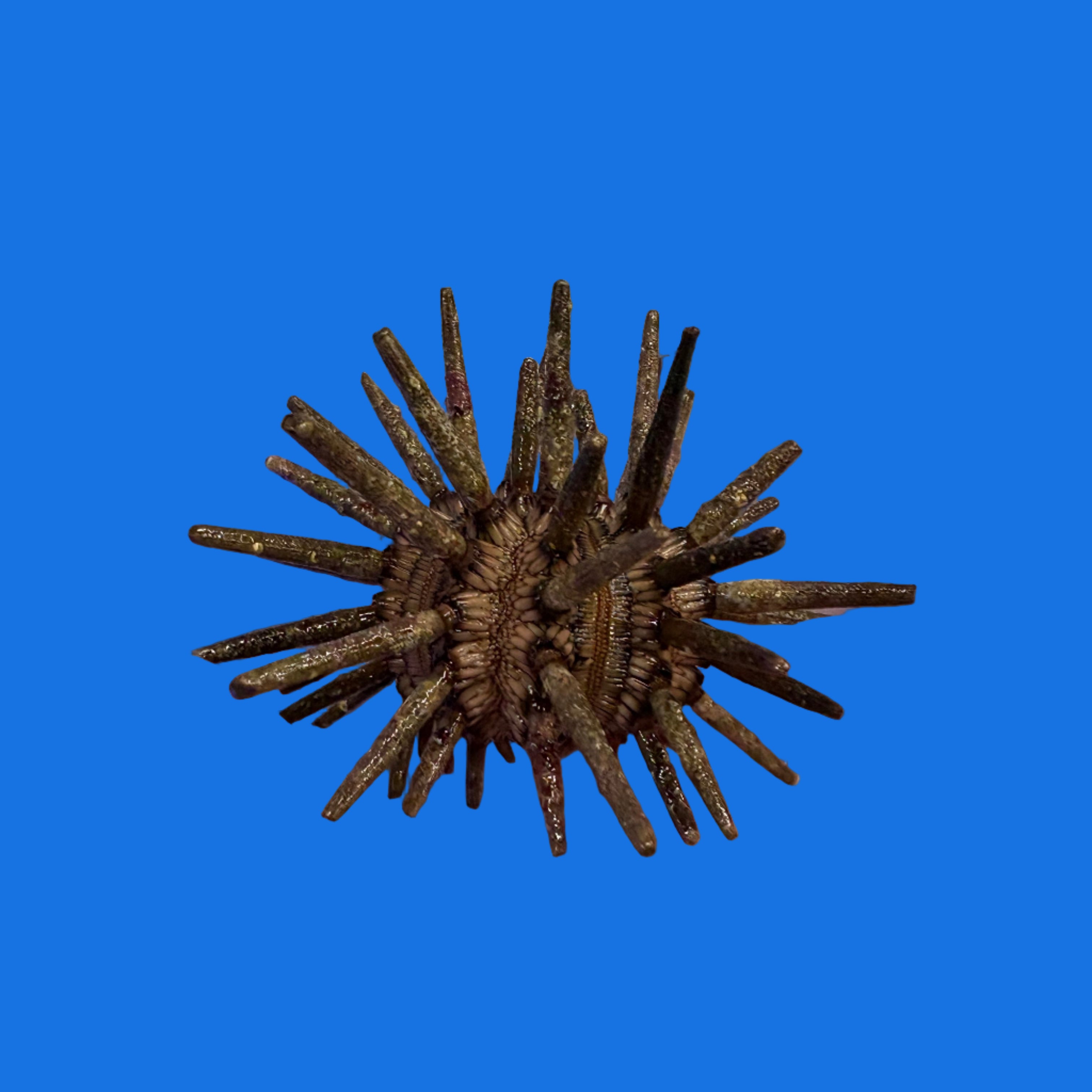 Pencil Urchin