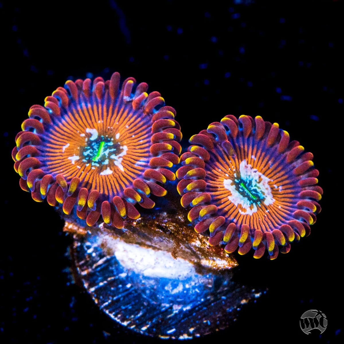 WWC Warlock Zoanthid