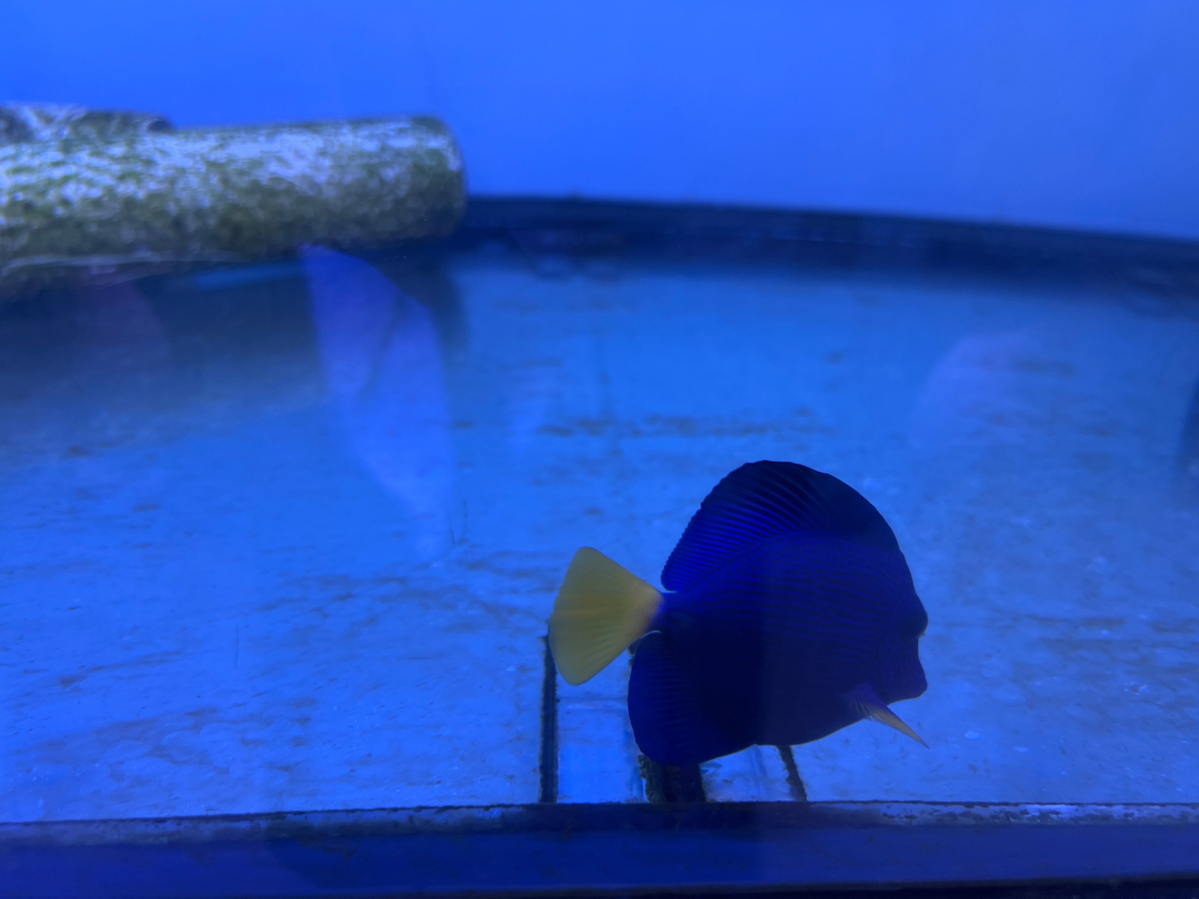 Purple Tang