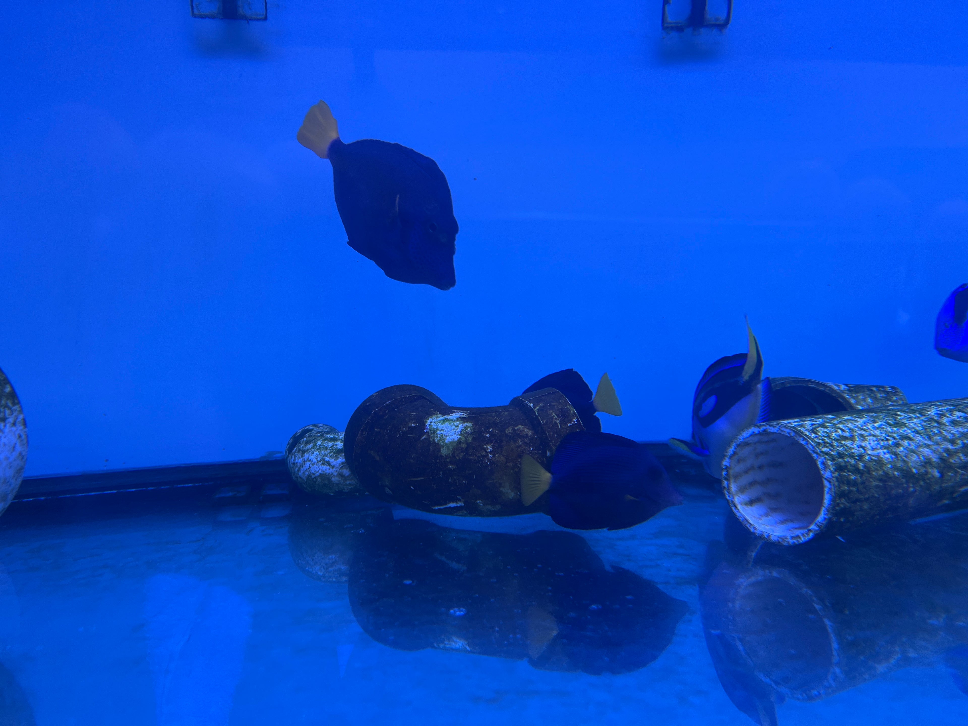 Purple Tang