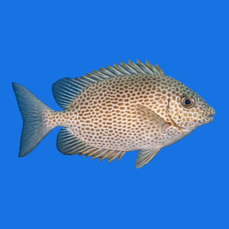 Starry Rabbitfish