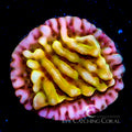 ECC Love Shack Montipora
