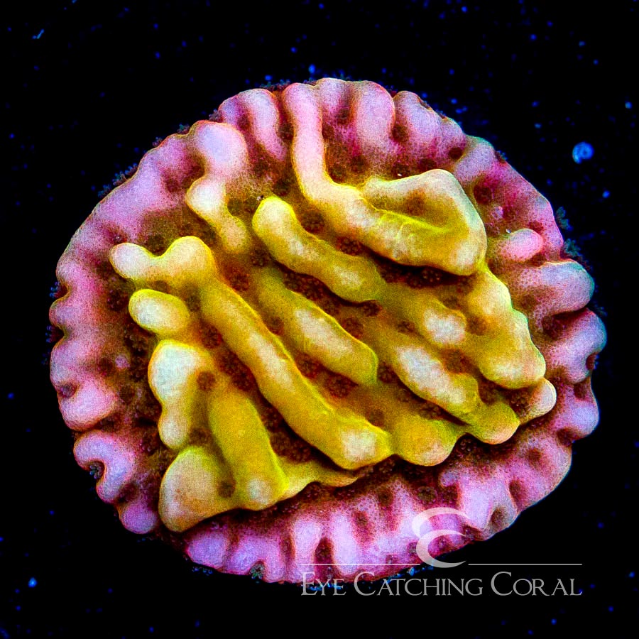 ECC Love Shack Montipora
