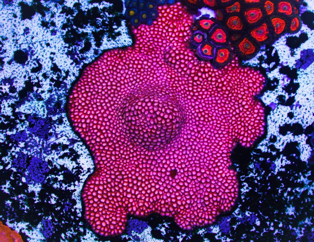 WWC Peppermint Cyphastrea