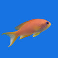 Lyretail Anthias - Female
