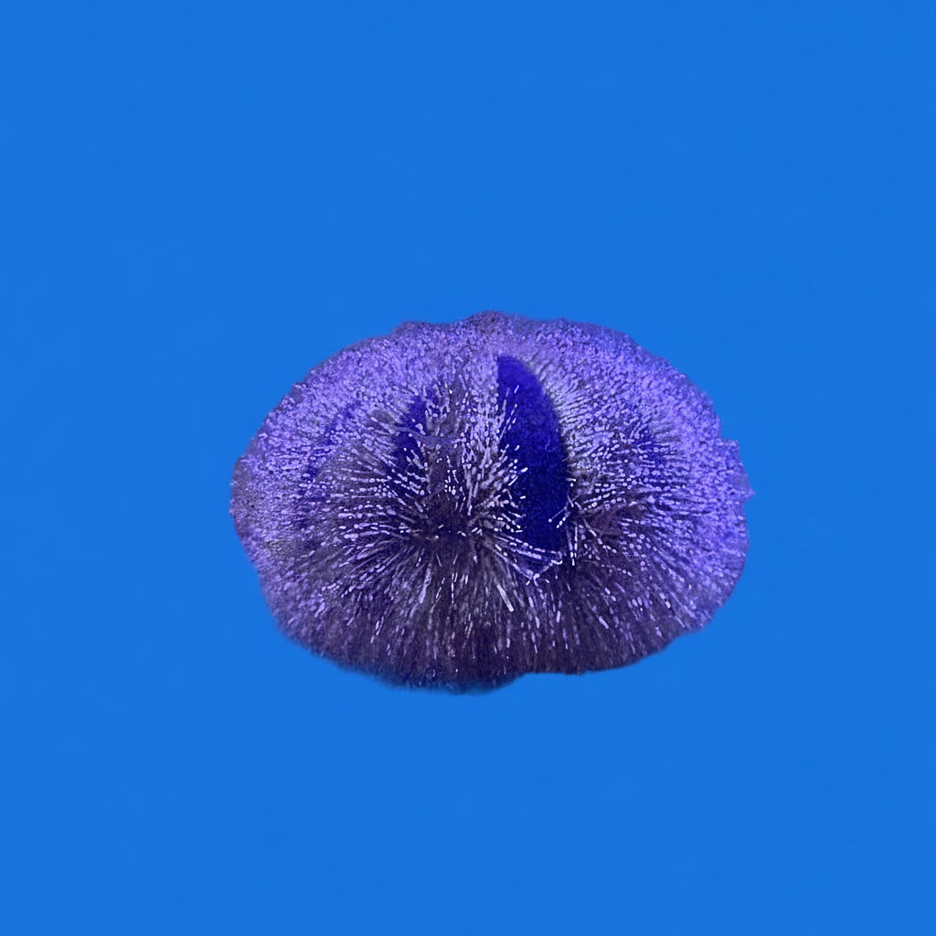 Tuxedo Urchin