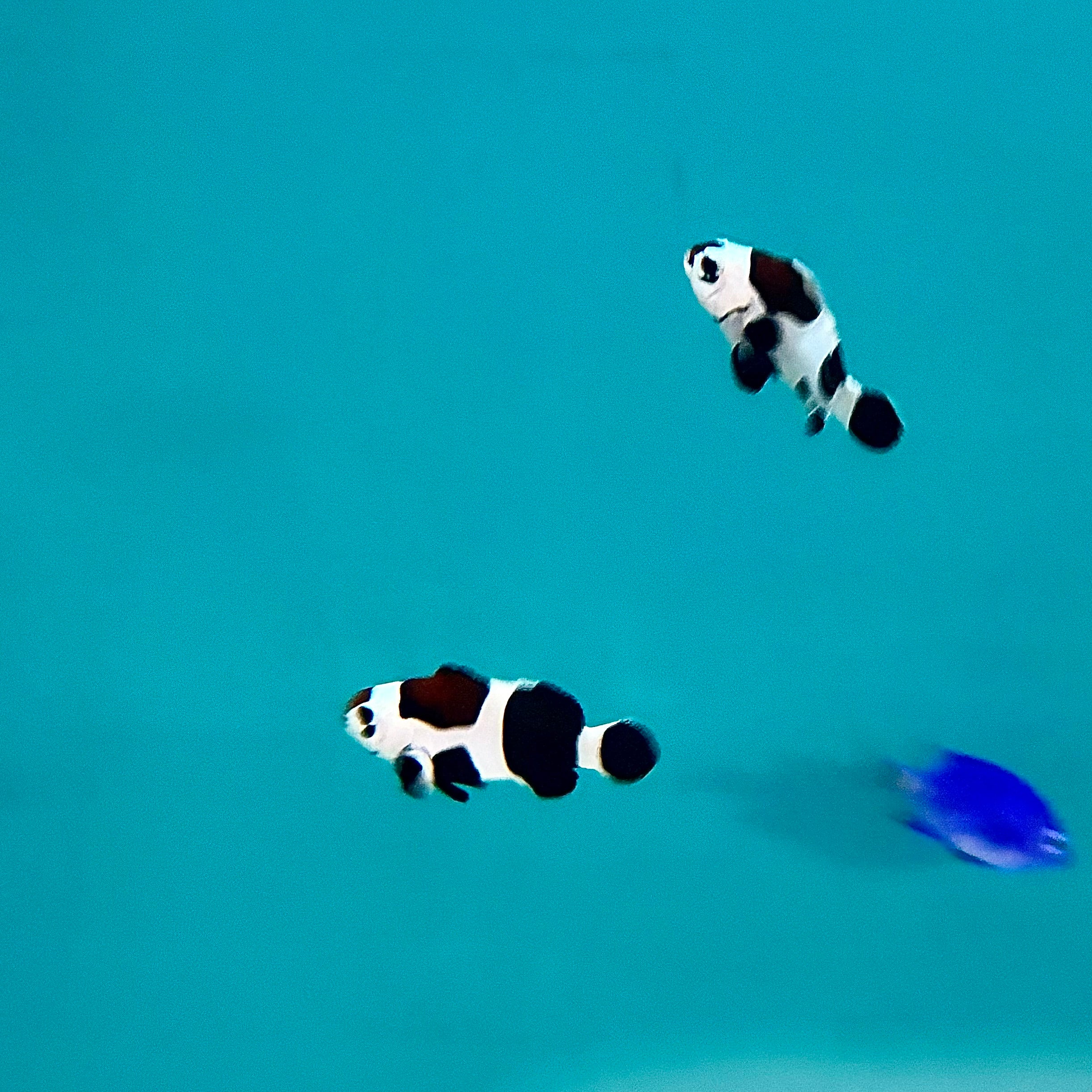 Black Storm Clownfish