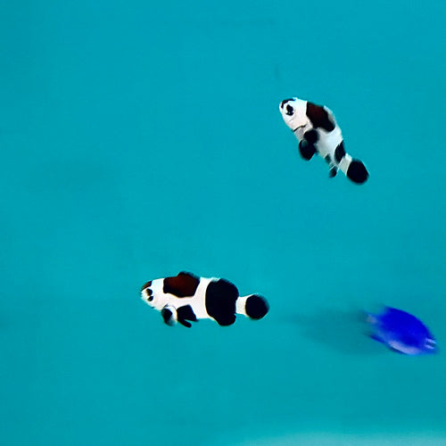 Black Storm Clownfish