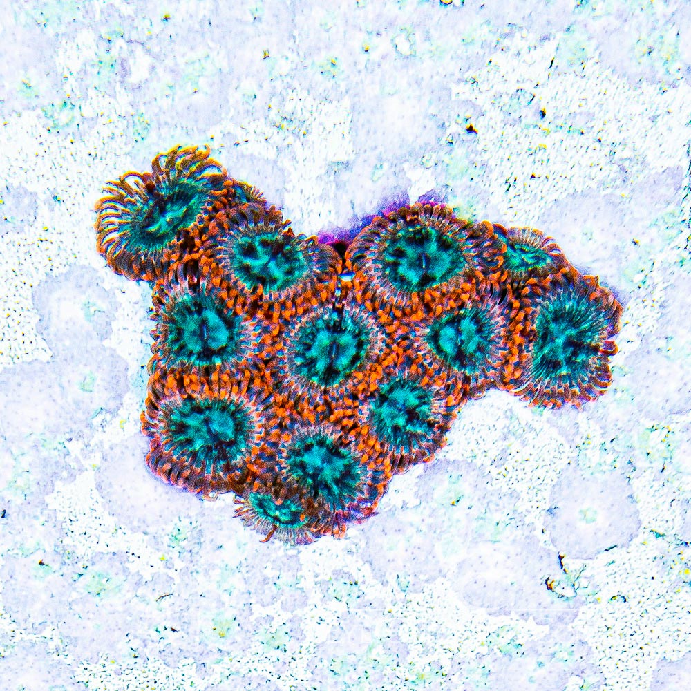 ECC Volcanic War Zoanthid