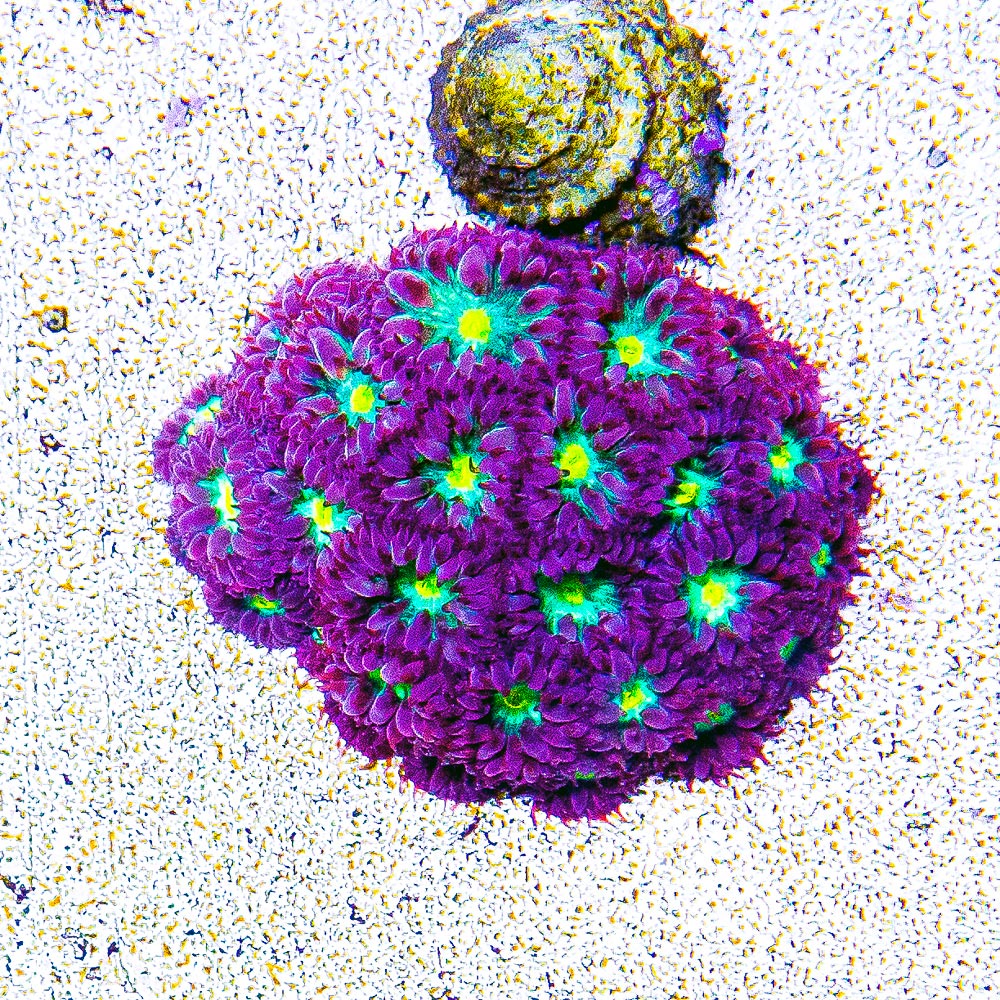 ECC Hawaiian Sunset Blastomussa Merletti