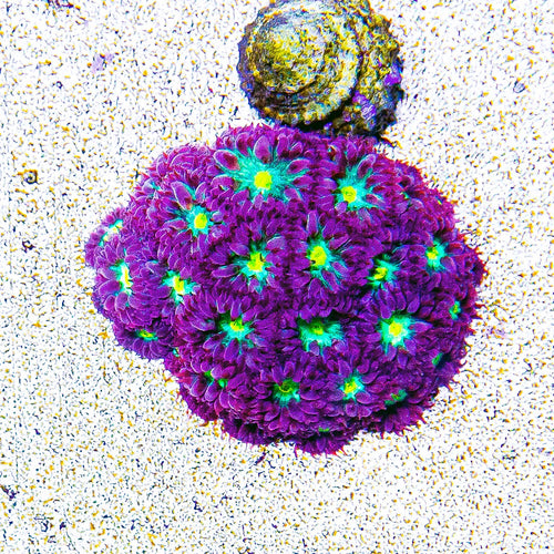 ECC Hawaiian Sunset Blastomussa Merletti