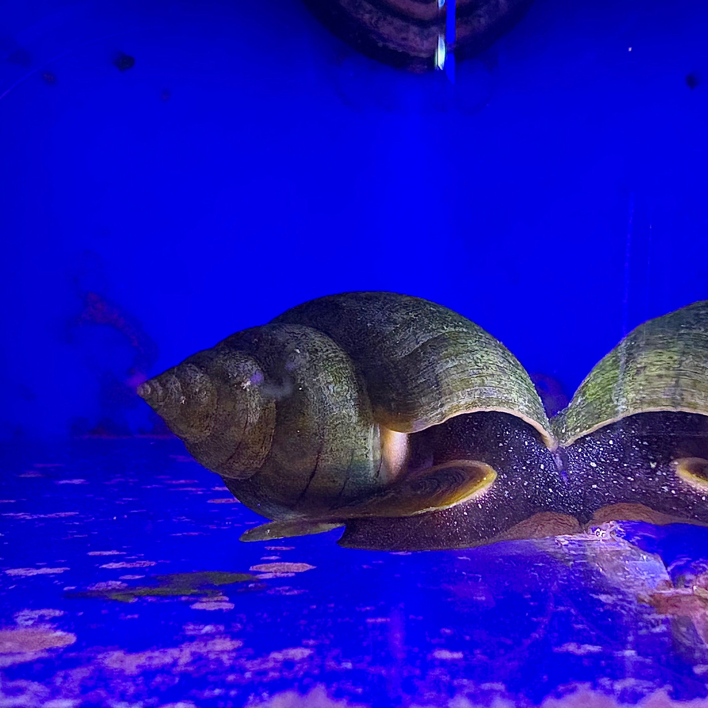 Tulip Snail