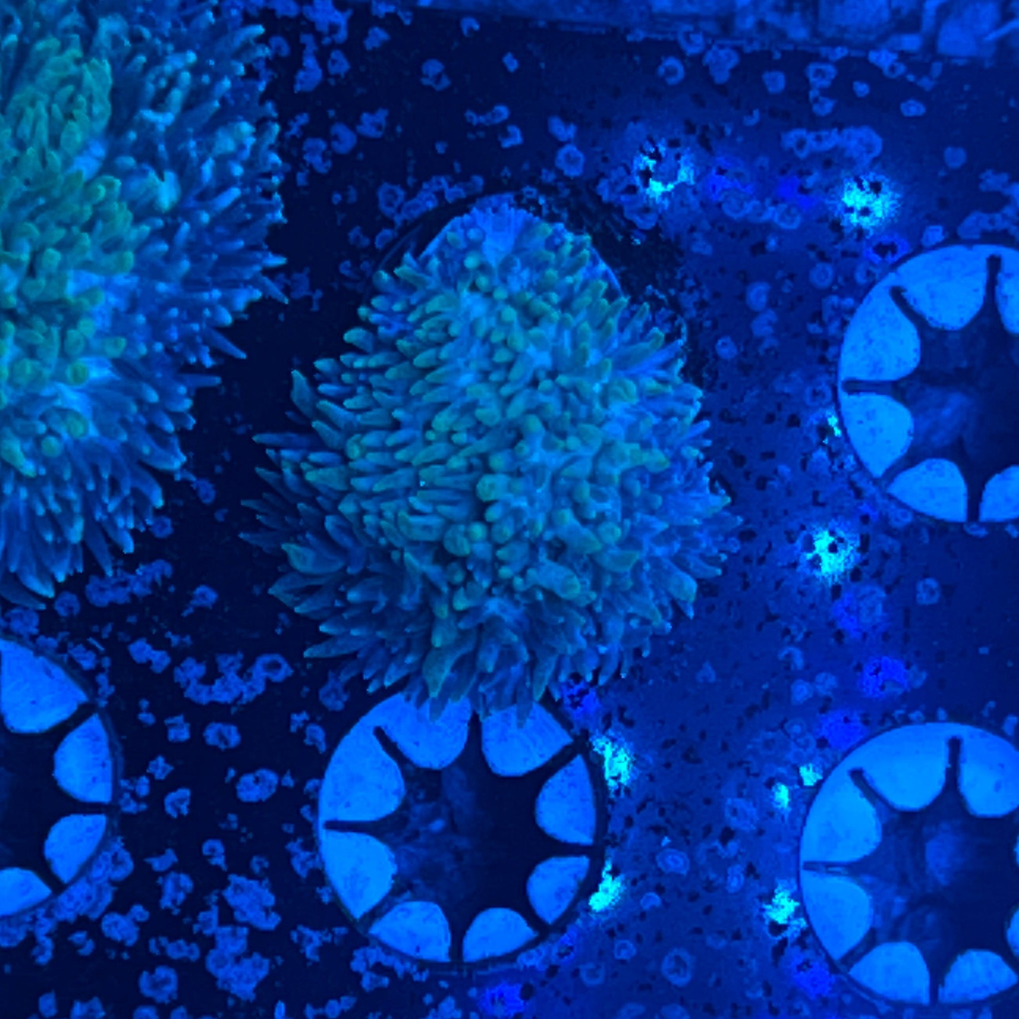 TG Hybrid Hydnophora