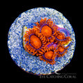 ECC Bam Bam Zoanthid