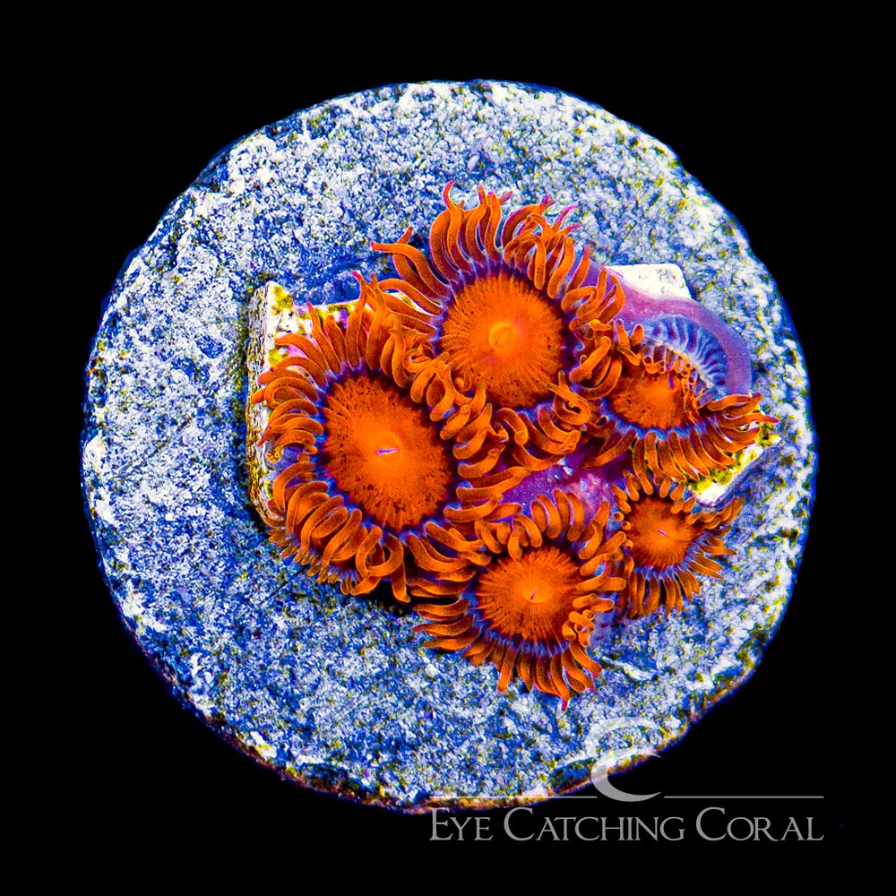 ECC Bam Bam Zoanthid
