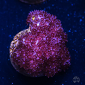 WWC Speckled Leather
