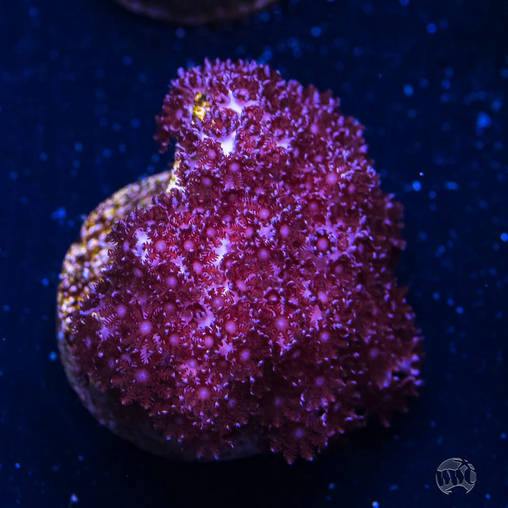 WWC Speckled Leather
