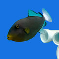 Pinktail Trigger