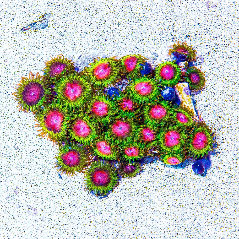 ECC Awesome Blossom Zoanthid