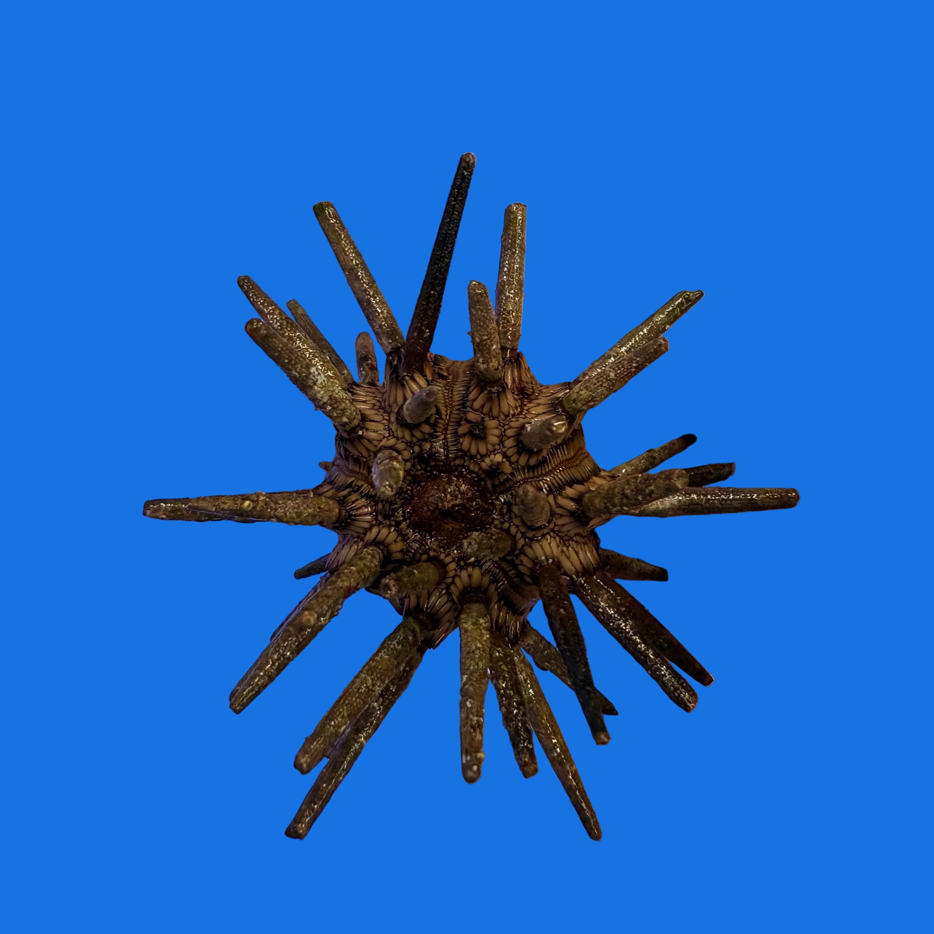 Pencil Urchin
