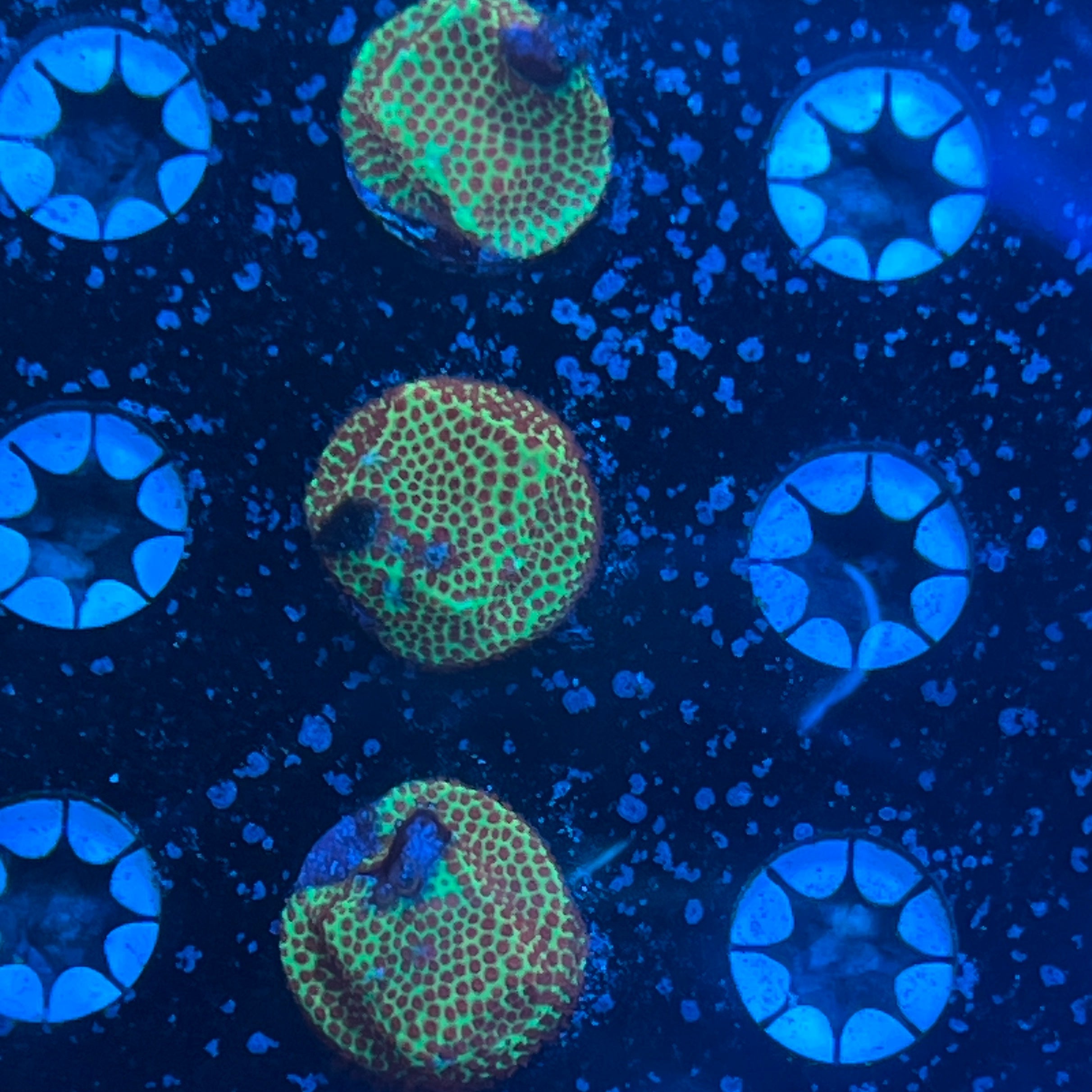 Jason Fox Burning Banana Stylocoeniella