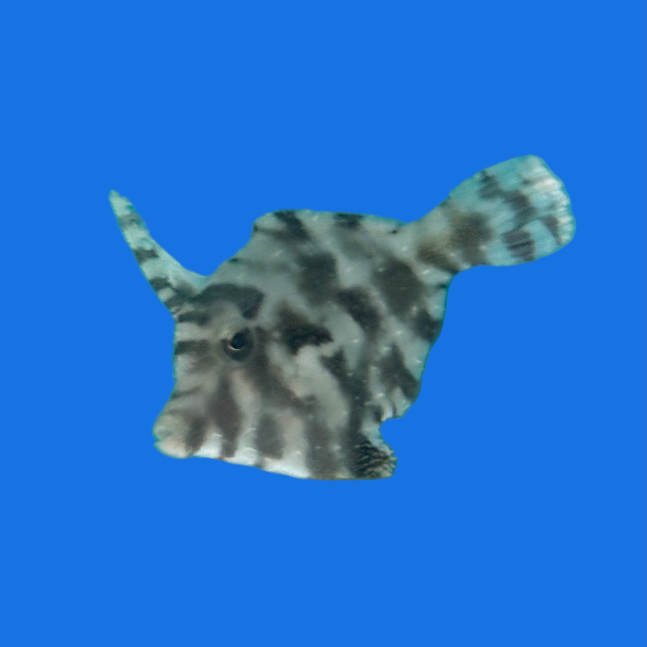 Aiptasia Eating Filefish