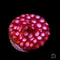 WWC Peppermint Cyphastrea