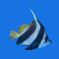 Schooling Bannerfish - H. diphreutes