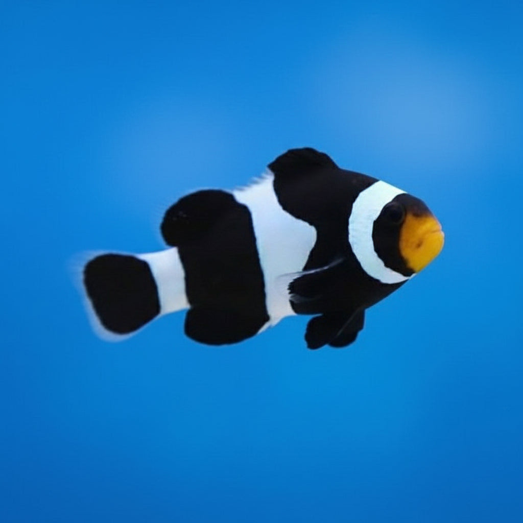 Black Ocellaris Clownfish
