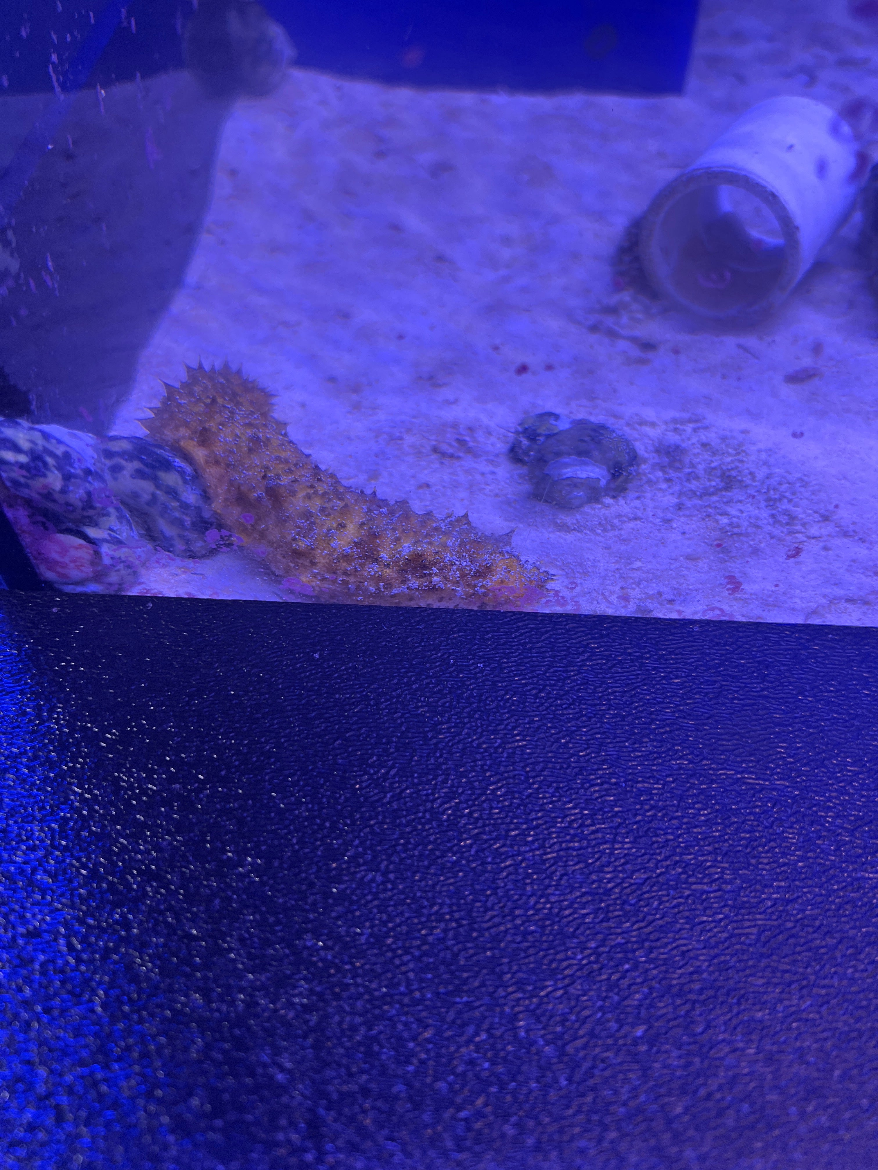 Assorted Sea Cucumber, XL