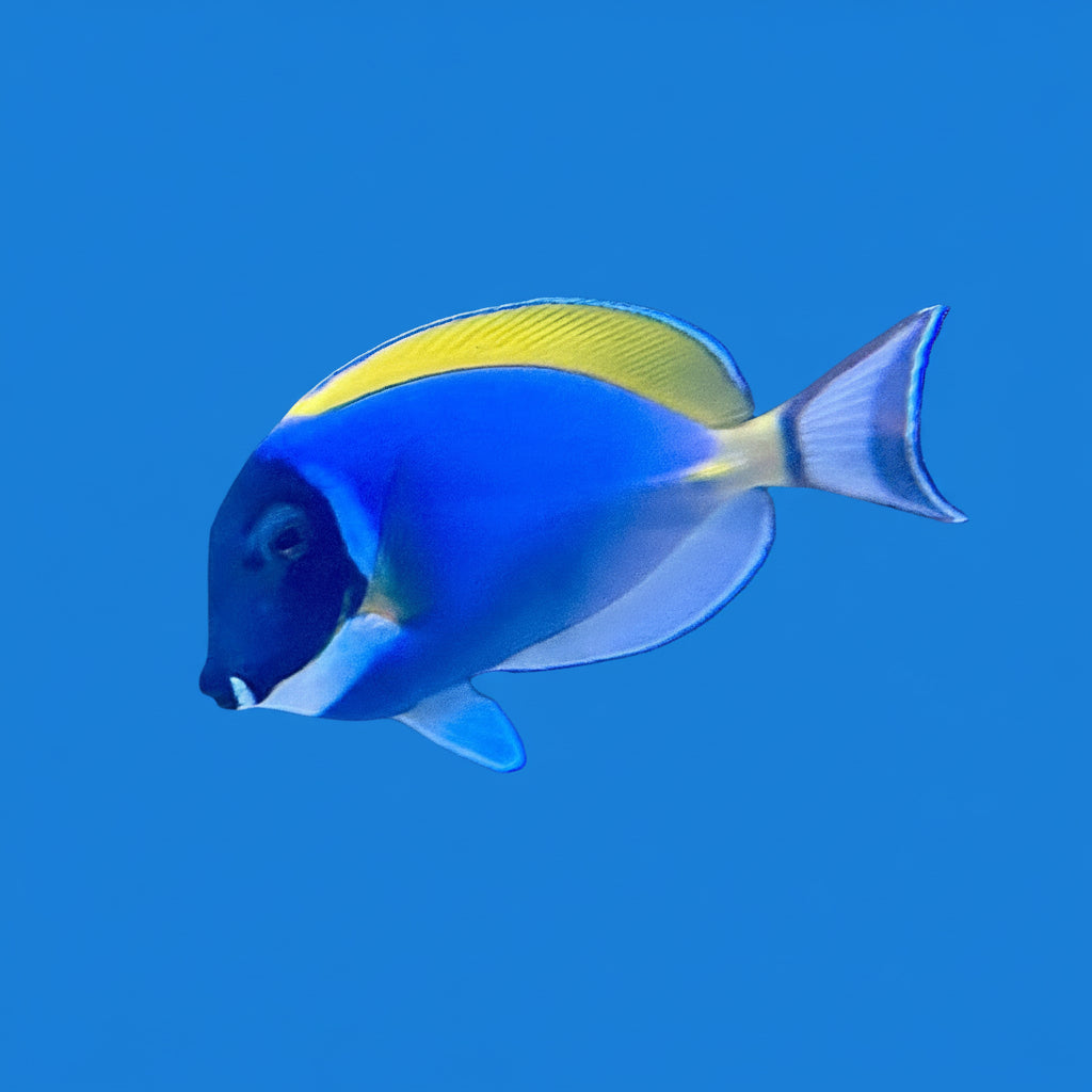 Powder Blue Tang- (XL)