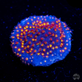 WWC Firestone Stylocoeniella