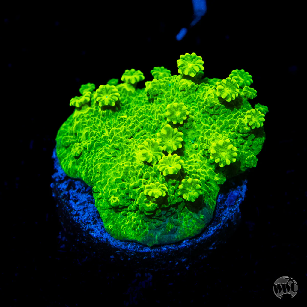 WWC Neon Astreopora