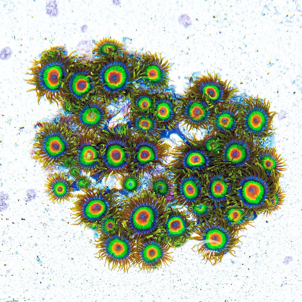 ECC Rasta Zoanthid