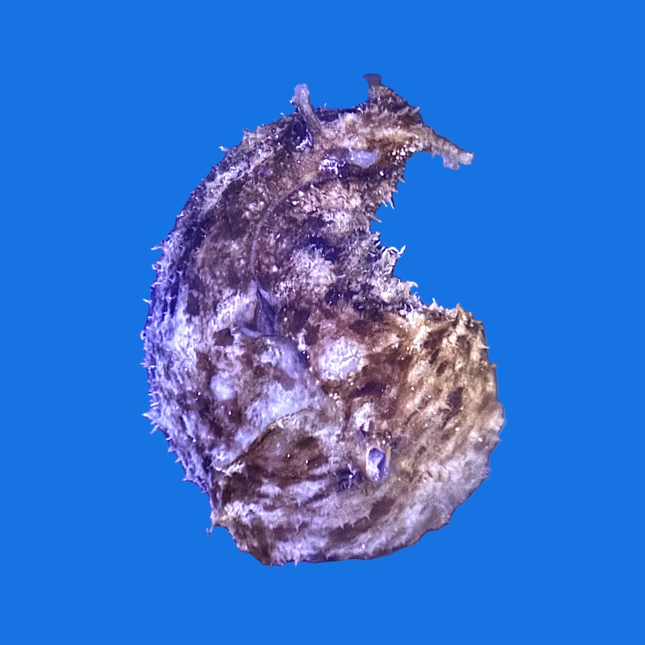 Dolabella Sea Hare