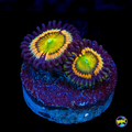 WWC Citrus Cooler Zoanthid