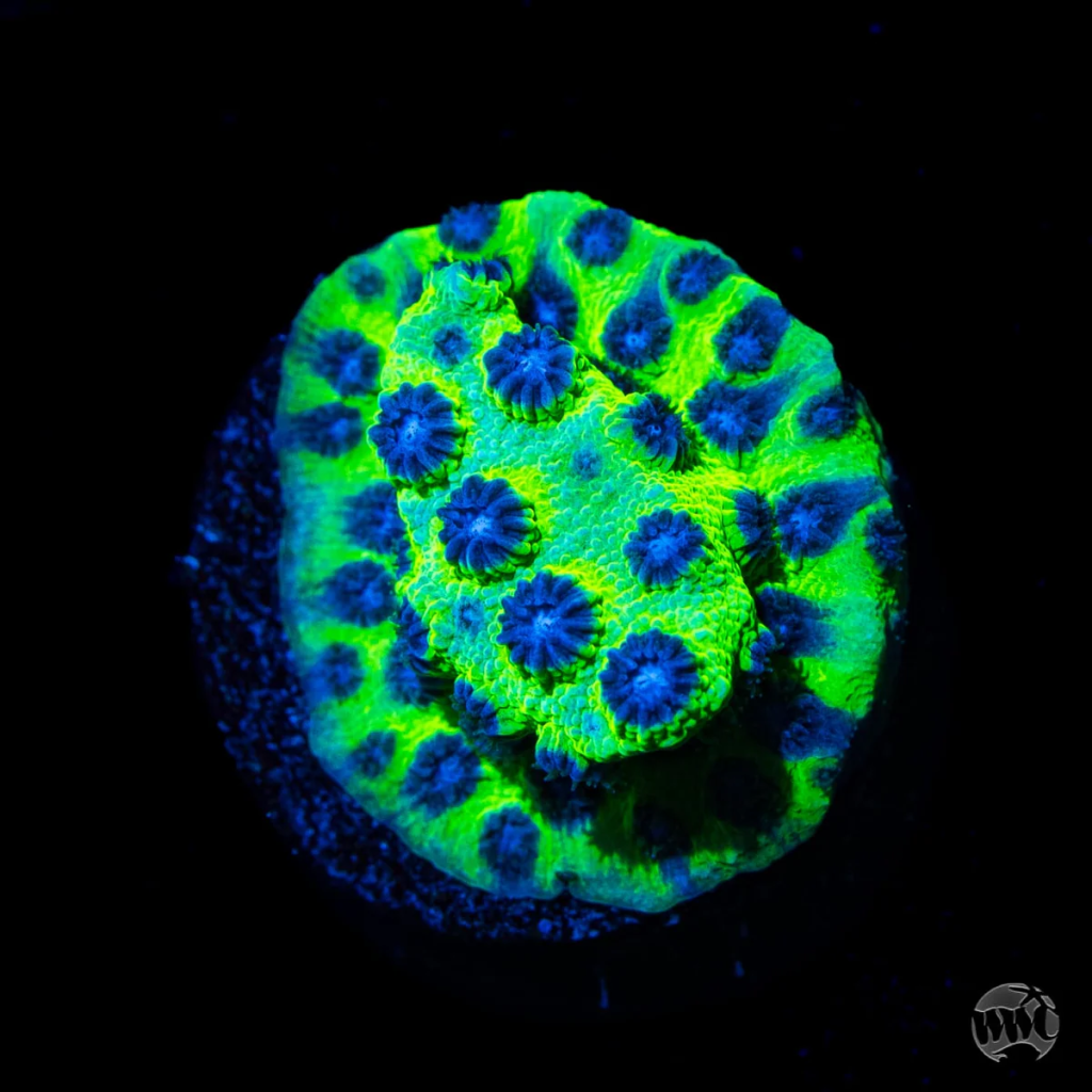 Jason Fox Master PPE Cyphastrea