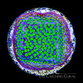 ECC Pokerstar Montipora