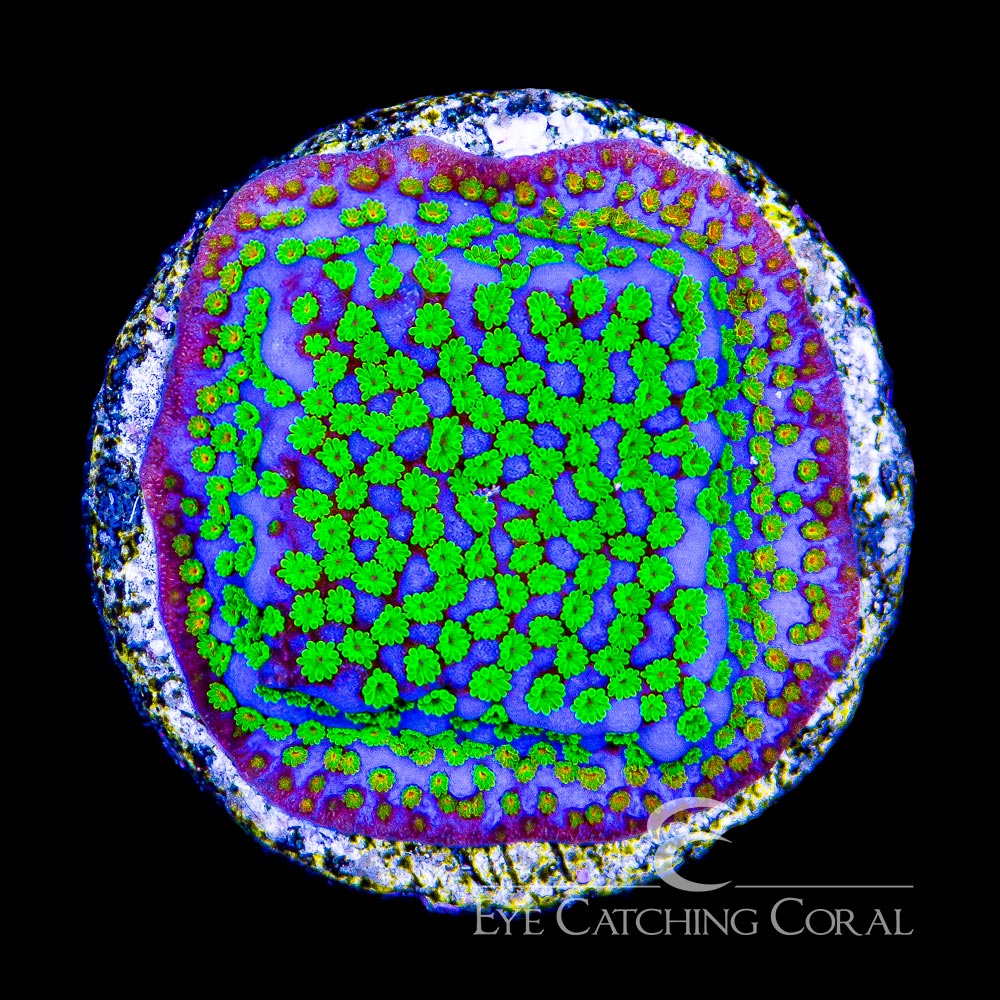 ECC Pokerstar Montipora