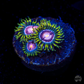 WWC Purple Pinwheel Zoanthid