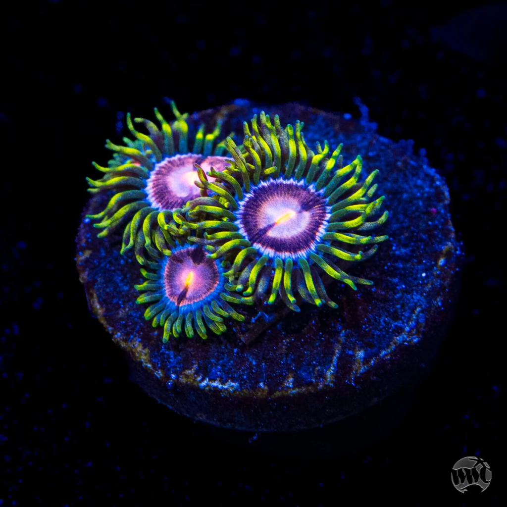 WWC Purple Pinwheel Zoanthid