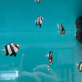 Three-Stripe Damsel