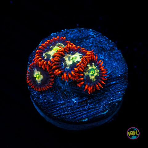 WWC Alpha and Omega Zoanthid