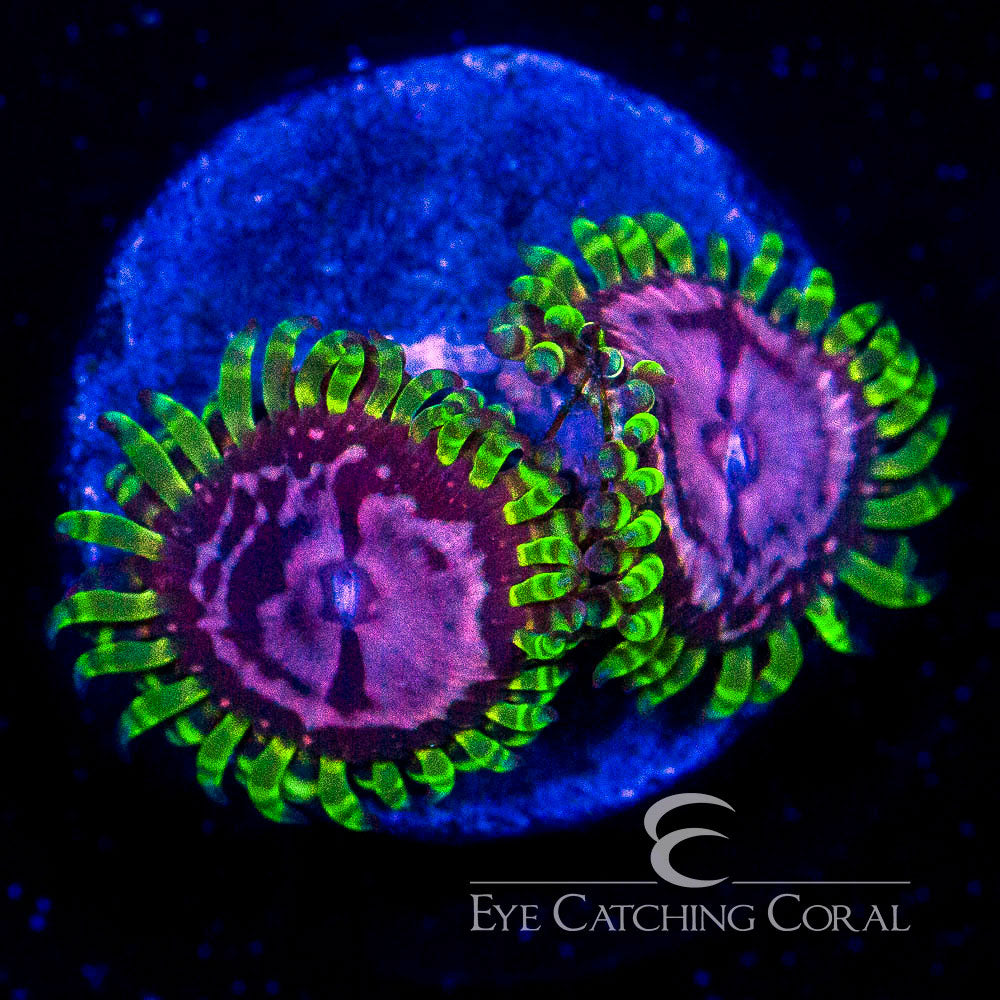 ECC Purple Monster Zoa