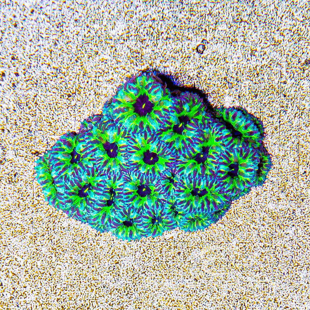 ECC PPE Blastomussa Merletti