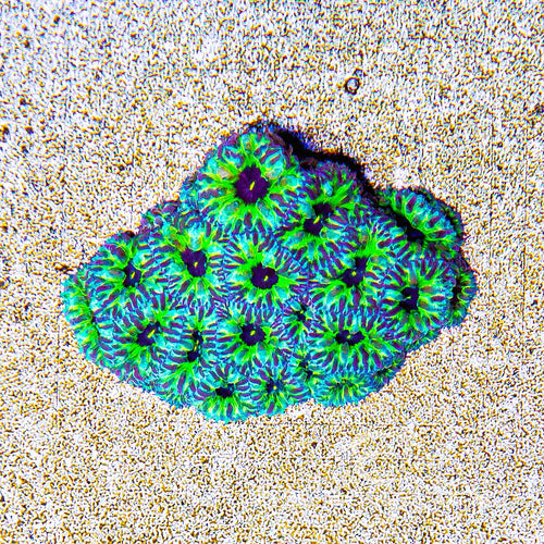 ECC PPE Blastomussa Merletti
