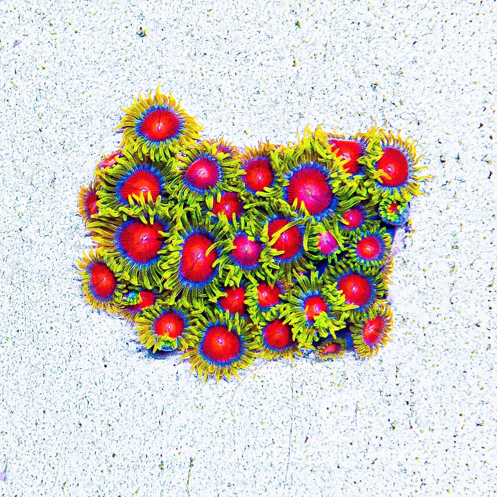 ECC Spitfire Zoanthid