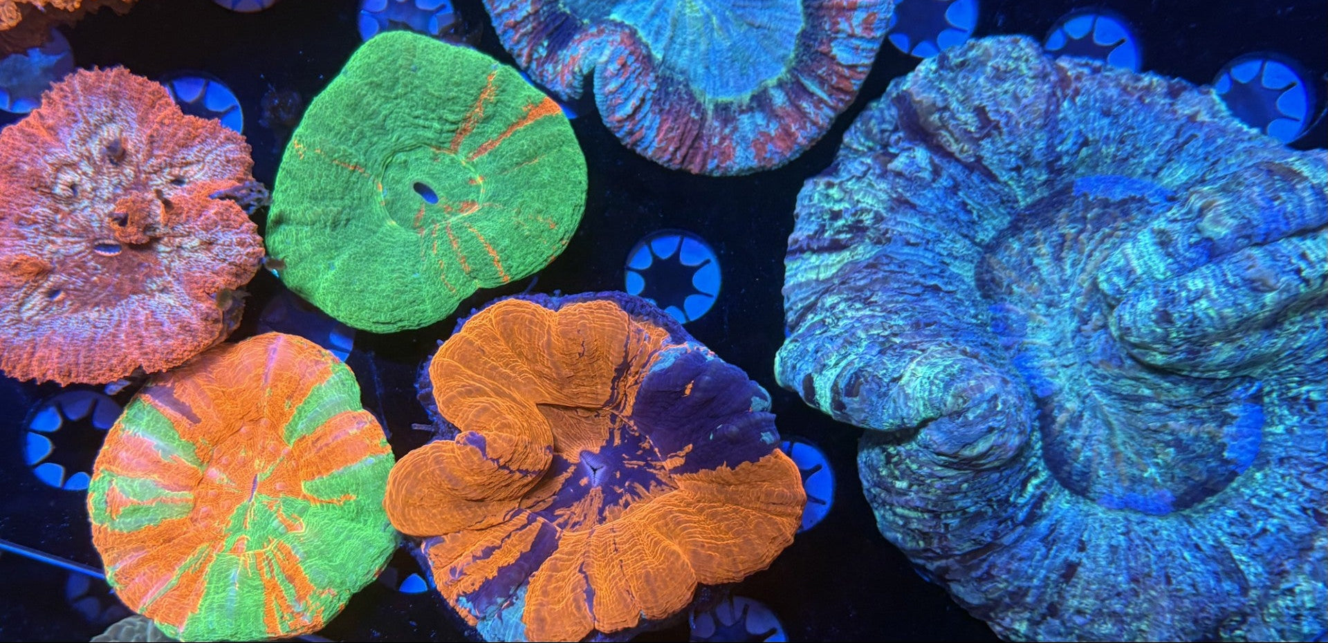 Zoas & Palys Coral – Reef eScape