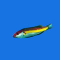 Naoko Sharkfin Fairy Wrasse - M