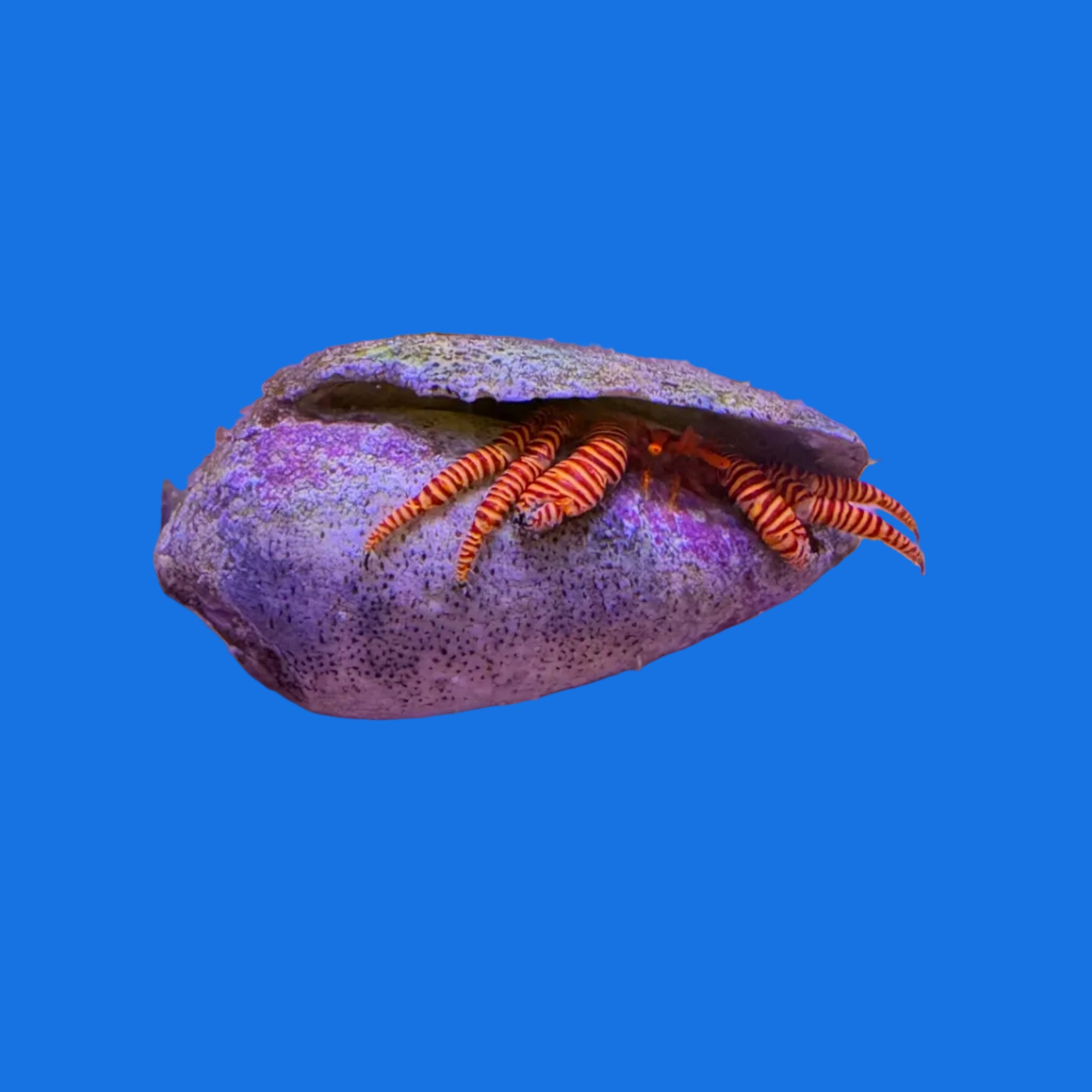 Halloween Hermit Crab